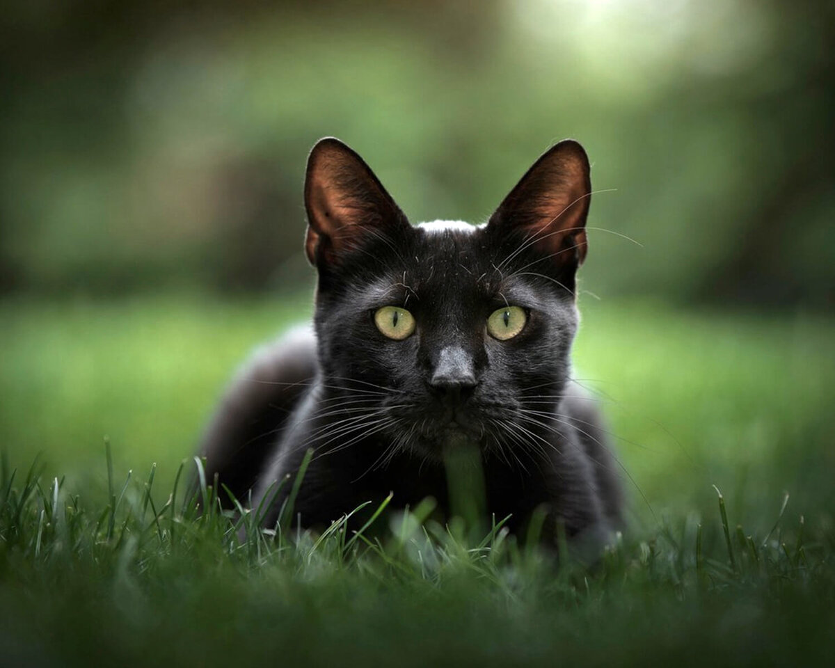 Фото мандалэя