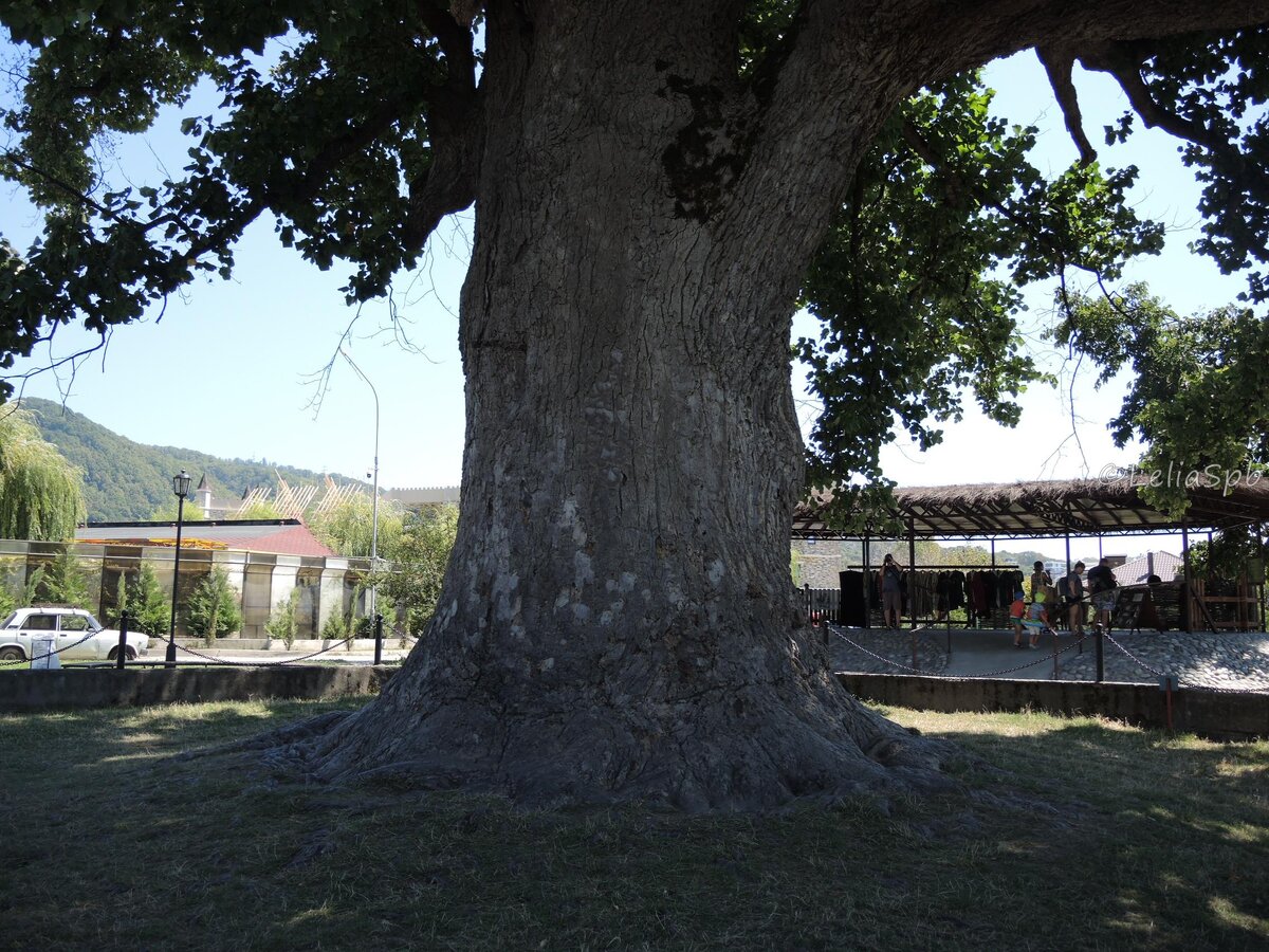 Фото из личного архива. Тюльпанное дерево