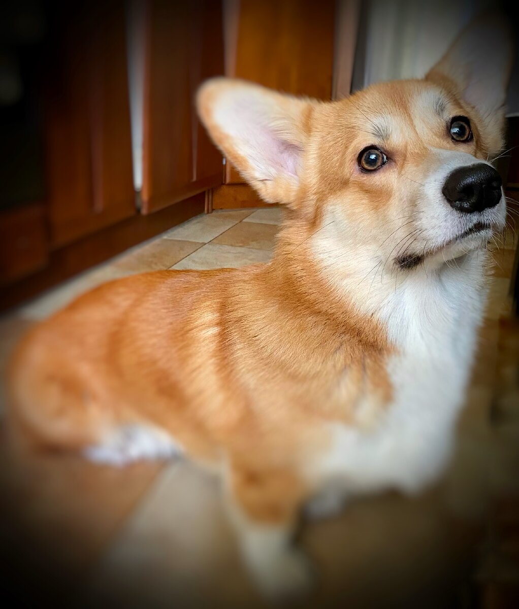 (C) Тедди Томсон