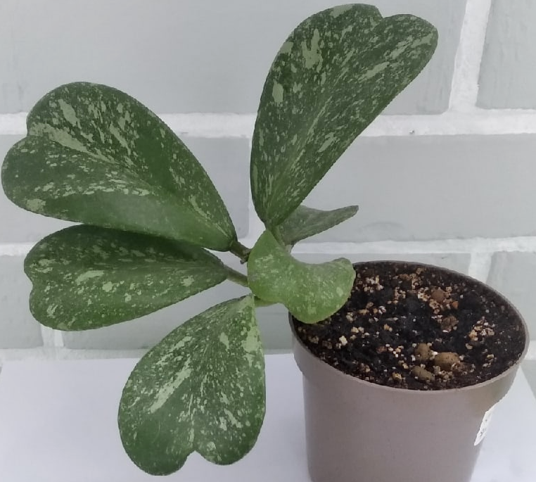 Хойя керри Spotted Leaves