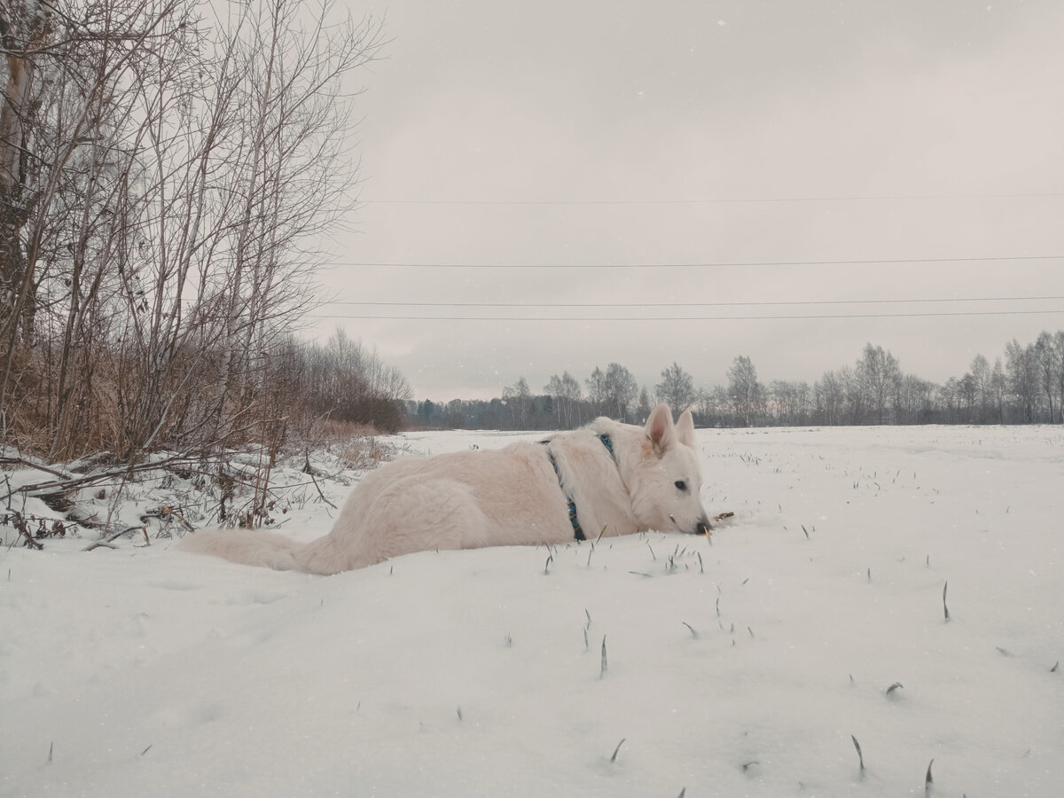 Кабачок на костромском "курорте"...снег - это лучший пляжный песок для собаки!