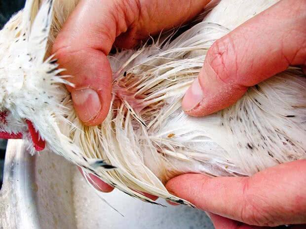 Пероеды у кур. Фото Яндекс.Картинки