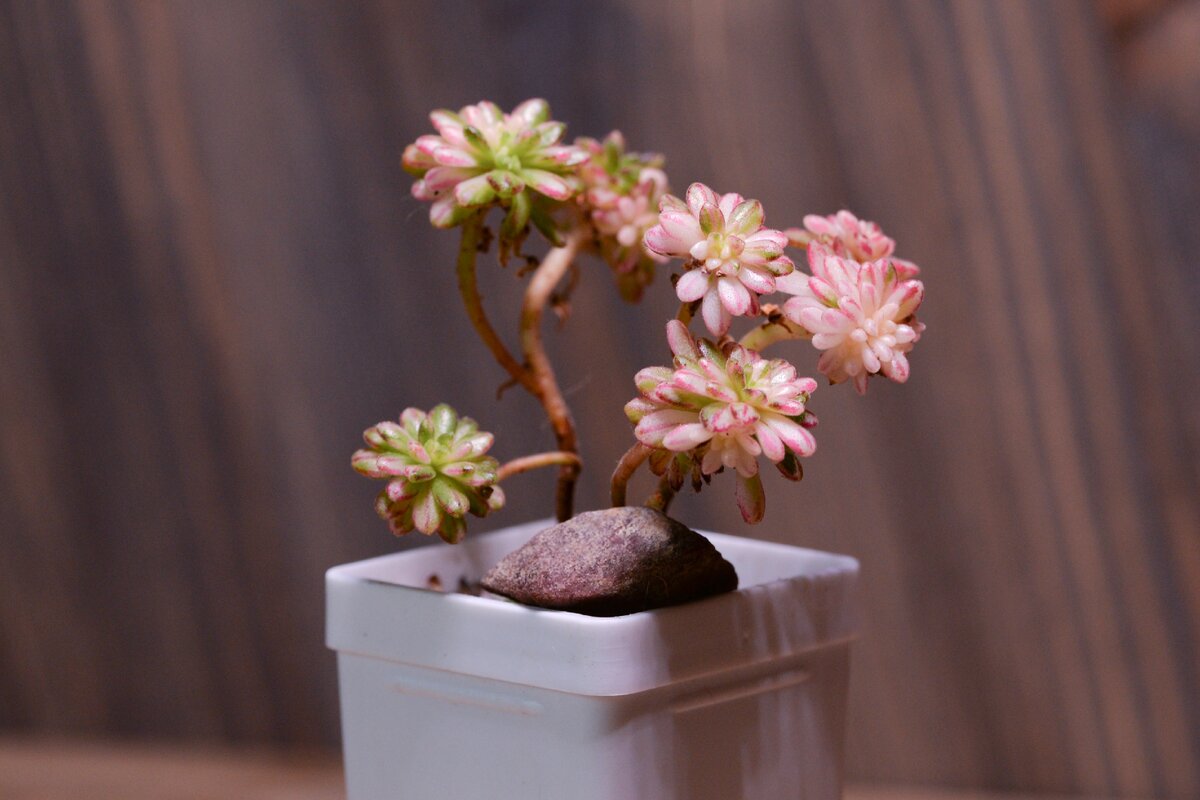 Большая часть побегов безхлорофильная, выглядит конечно экзотически, но это крайне нежизнеспособно, и в любой момент может засохнуть.