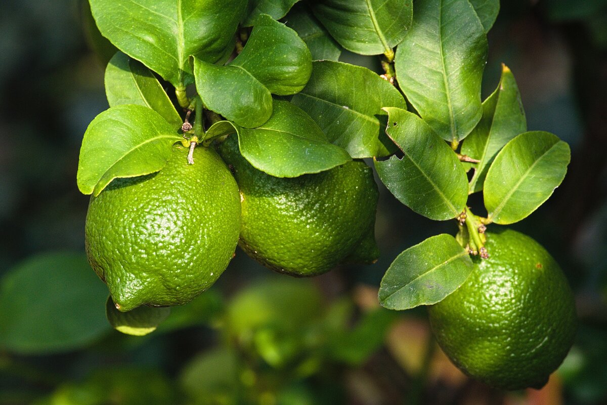 Лимон в домашних условиях | Семь семян🌱Просто о садоводстве | Дзен