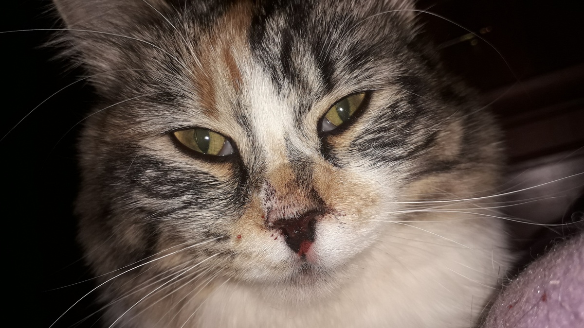 Кошка Мура.