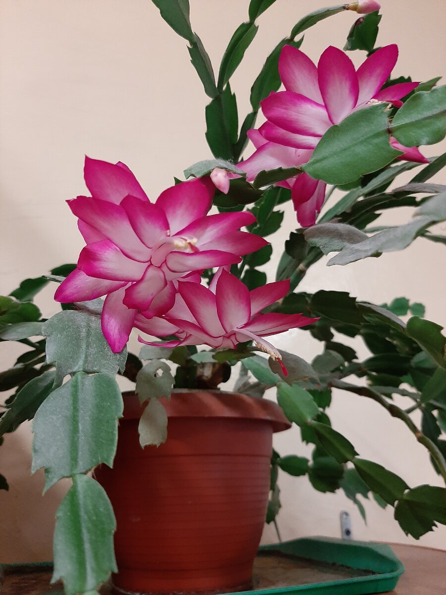 Обильно цветёт декабрист. 