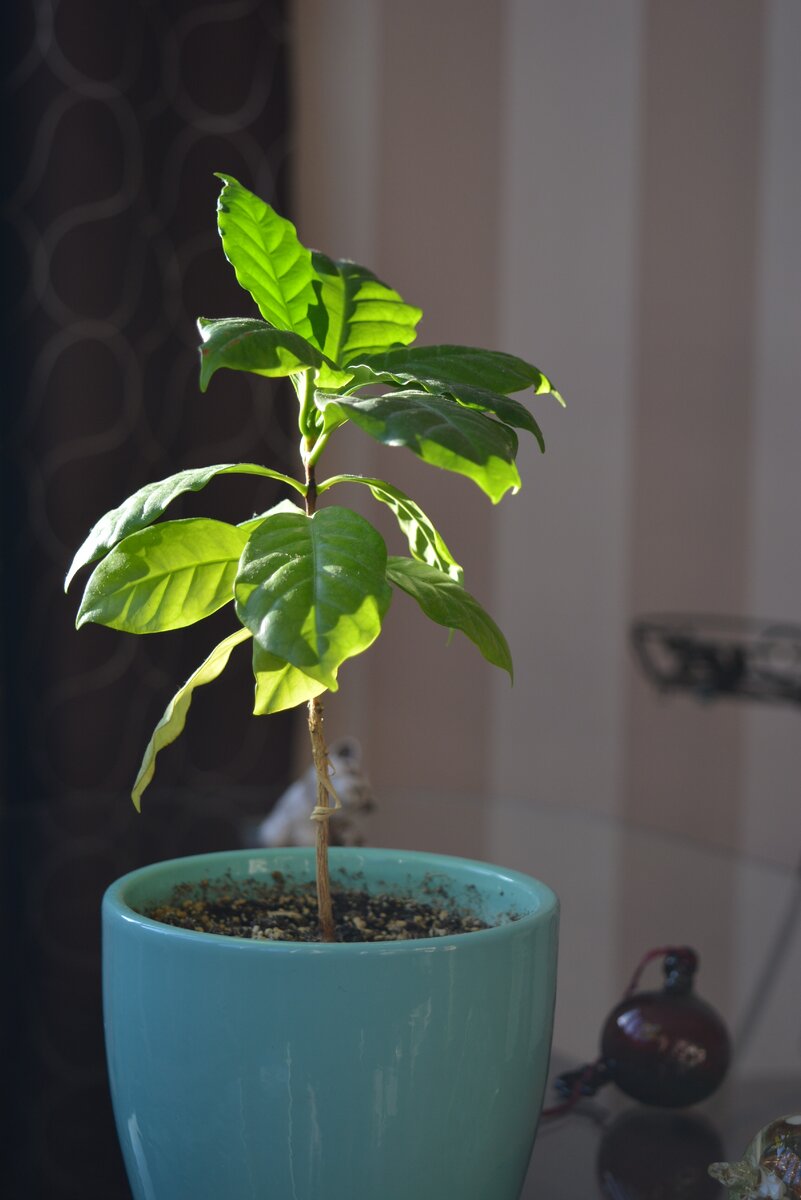 Кофейное дерево (Coffea)