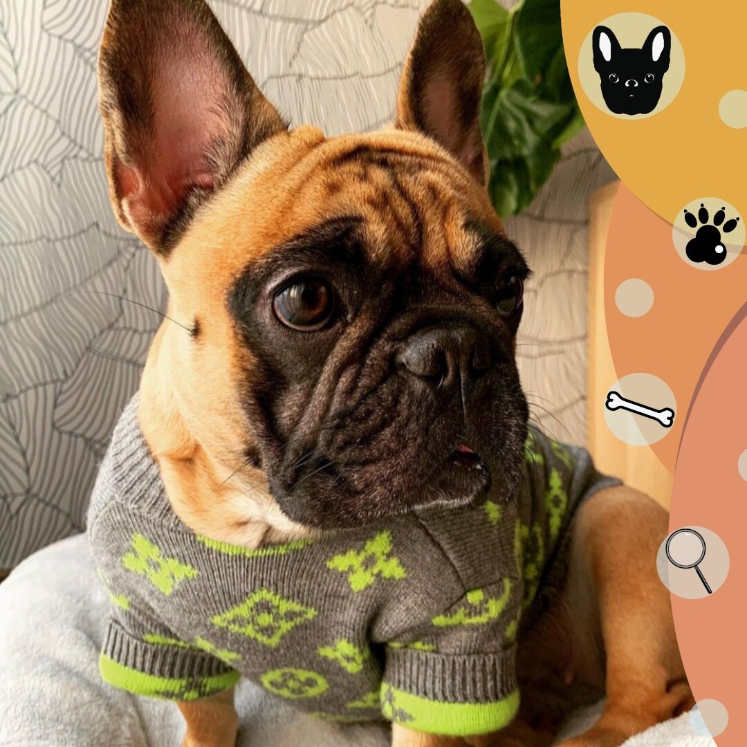 французский бульдог в свитере
