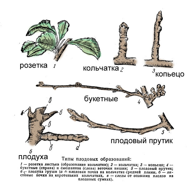 Где находятся питательные вещества у яблони. Плодовые образования косточковых пород. Плодовые почки на яблоне. Плодовое образование "кольчатка" груши. Кольчатка яблони это.