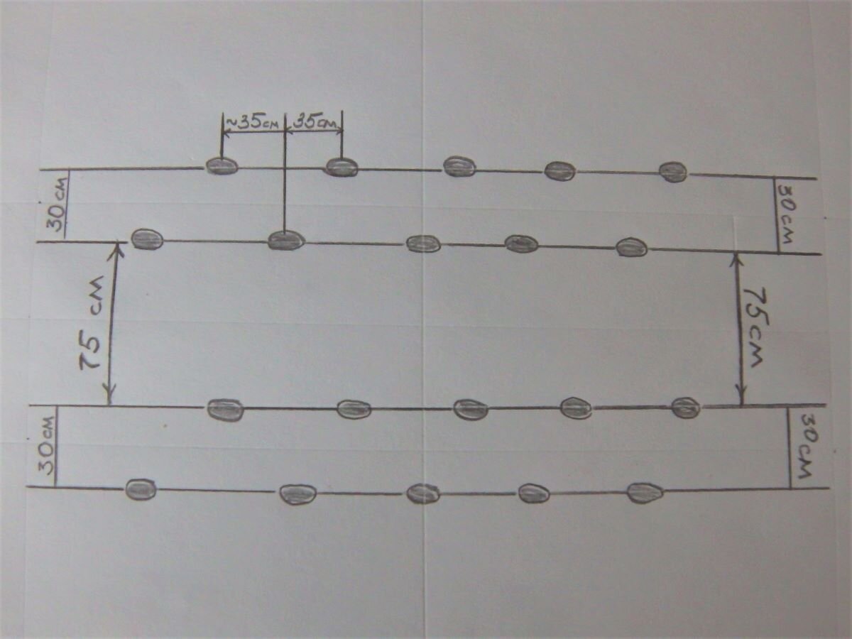 Двухрядная посадка картофеля схема посадки