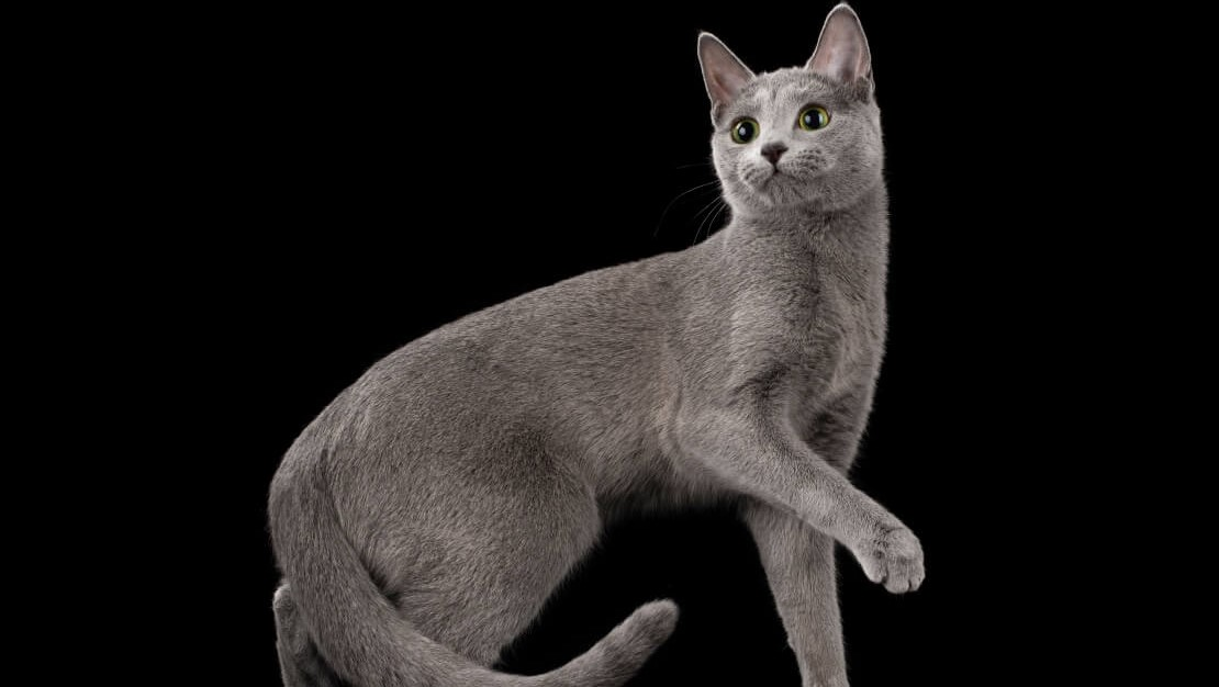 Русская голубая кошка