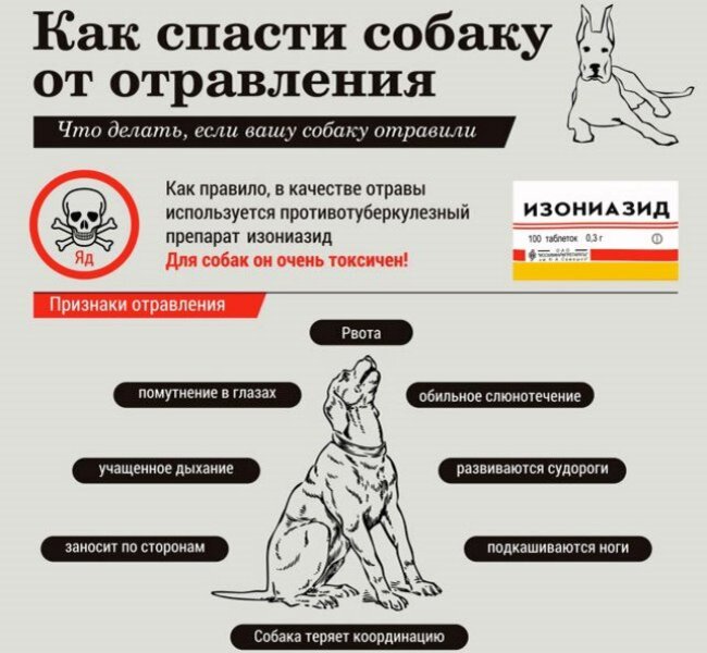 Первая помощь при пищевом отравлении. – Пинская центральная поликлиника