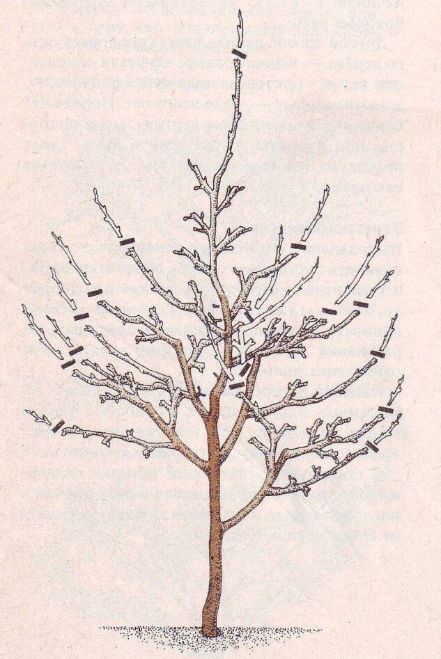 места обрезки