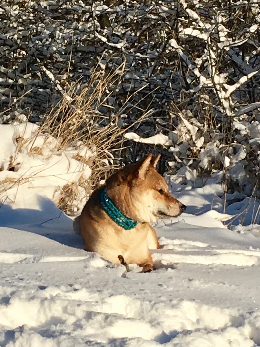 Тимбо-гордый самурай