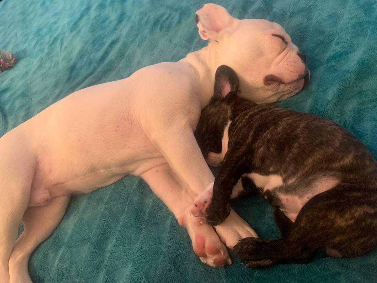 Фото из личного архива. Рэмми и Лаки