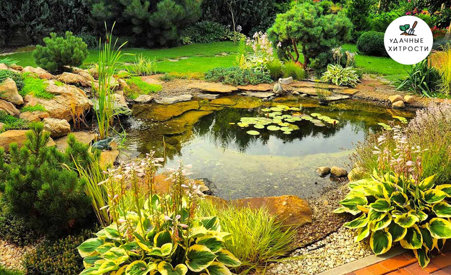 Как организовать растения в водоеме читайте далее