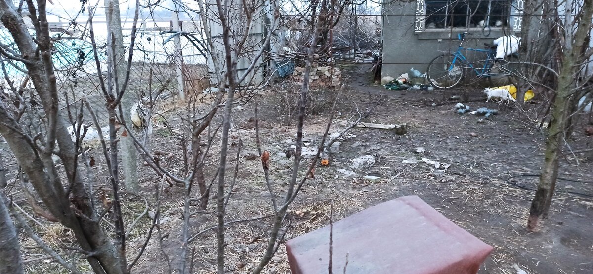 Организовавшийся пустырь, будет виноградником