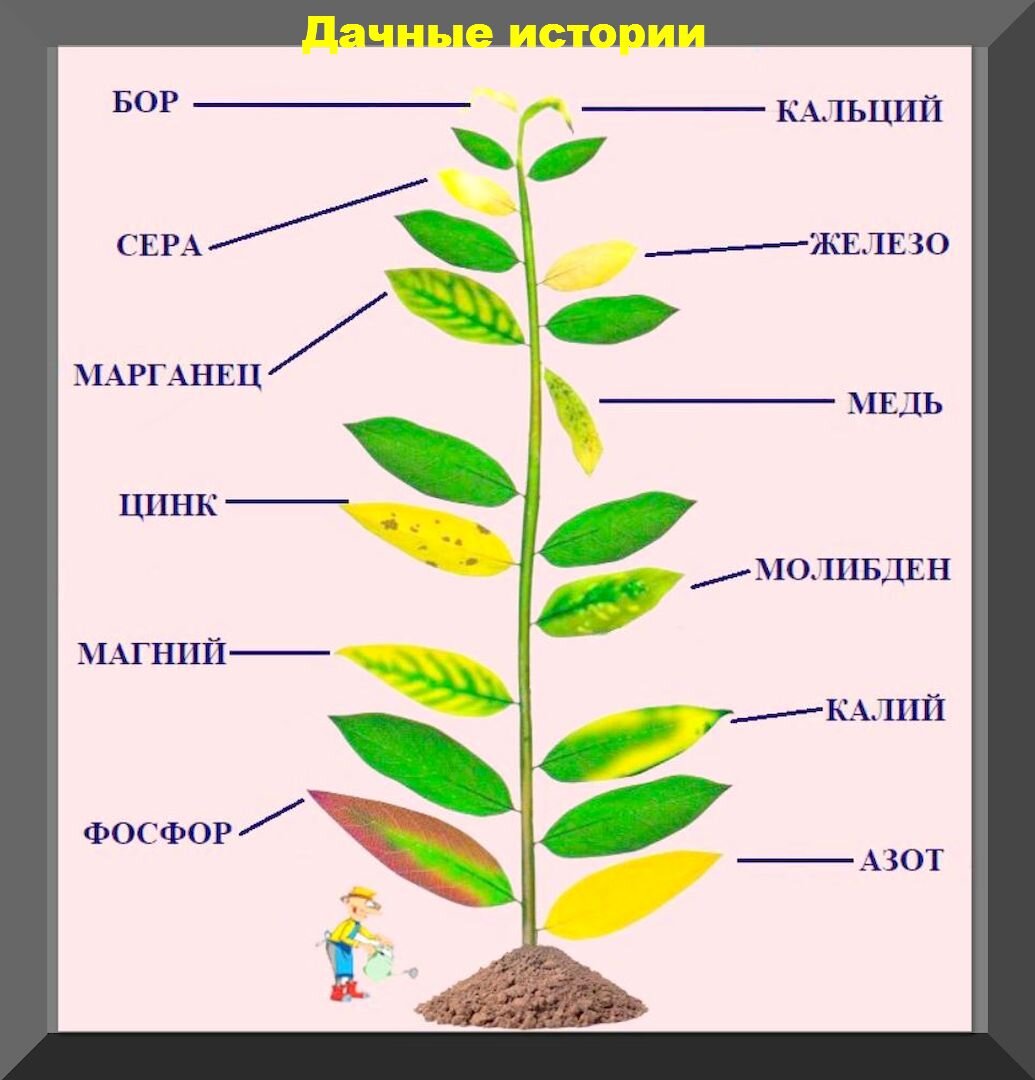 определение болезней растений по фото