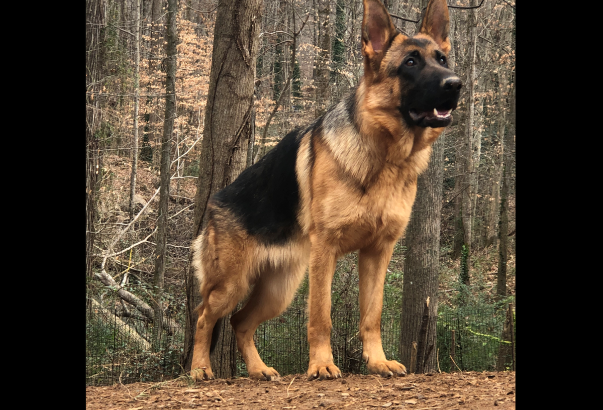 Источник https://ovcharvonatlanta.com/category/uncategorized/