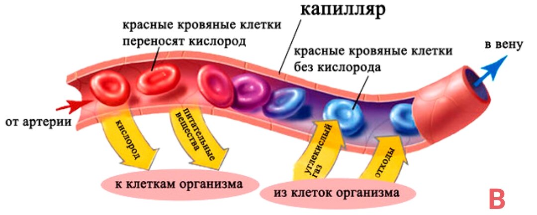 Снабжение всех тканей питательными веществами и кислородом происходит через стенки