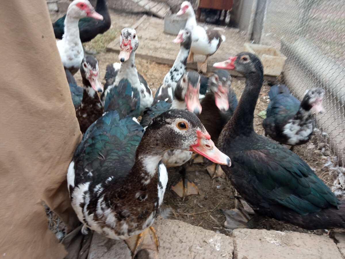 Утятам три месяца. Ждут меня и приветствуют