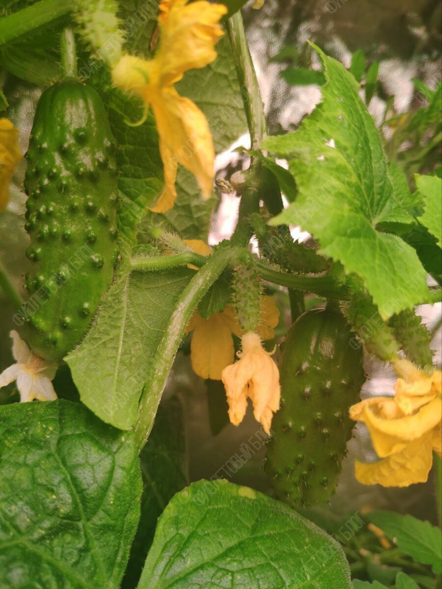 «А че, давайте вырастим!». С этой фразой и с большим потоком вдохновения начали воплощать идею в жизнь.-15