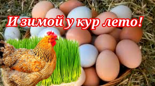 Чтобы куры неслись зимой