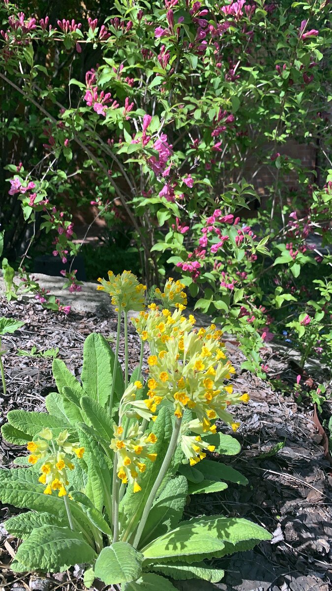 Прекрасный подмосковный сад Надежды Благиревой | Сады и цветы | Дзен