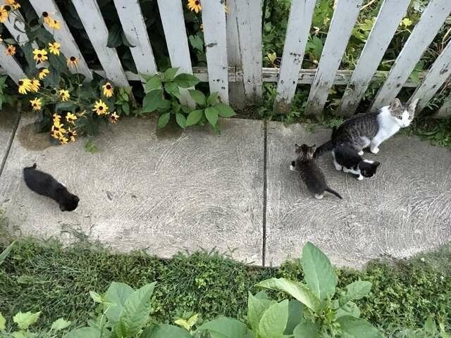 Редмон На соседнем участке. Источник фото: https: //bezkota.ru/semya-vystavila-beremennuyu-koshku-na-zavedya-sobak-koshka-prishla-za-po-svoego-lyubimogo-sos