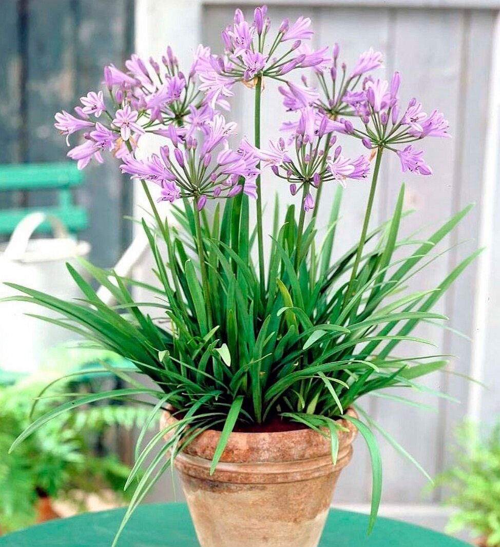 Агапантус Agapanthus


Сем. Луковые