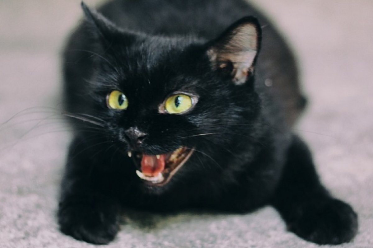    Любовь хозяина и профессиональные навыки специалиста могут исправить многие проблемы у домашнего питомца.