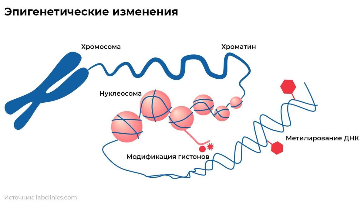   Эпигенетические изменения© Иллюстрация РИА Новости