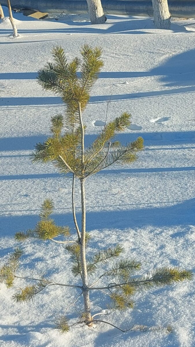 Просто зимняя картинка