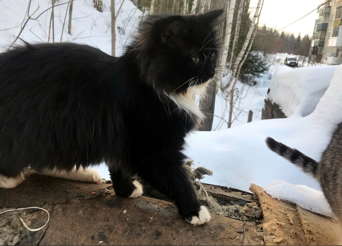 У этого кота есть хозяева. Он сбежал от них. За ним приезжали, но кот прячется от хозяев.