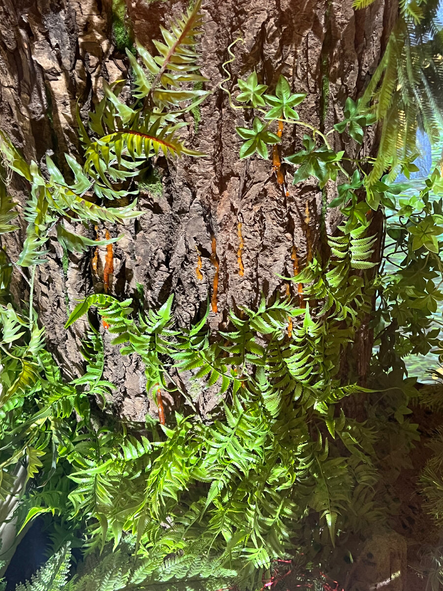 Наглядно показано откуда берётся янтарь