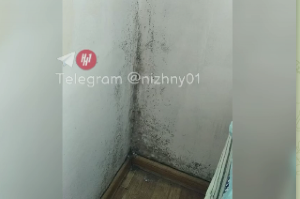    На плесень пожаловались студенты Нижегородского колледжа малого бизнеса