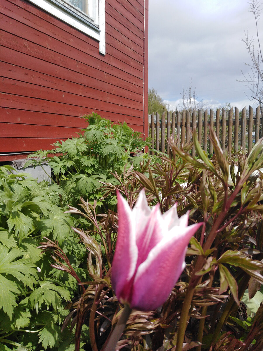 Это восточная сторона дома, солнце в этом месте летом примерно до 15.00