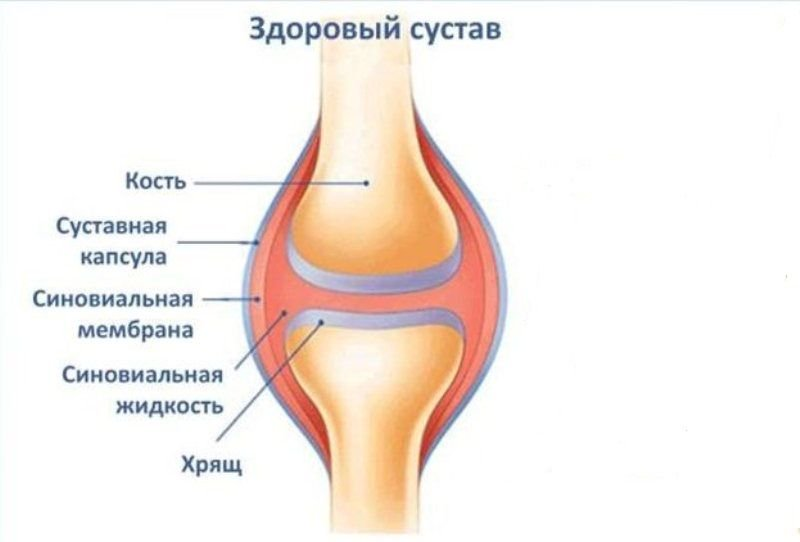 Сустав человека рисунок