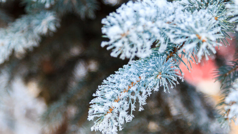   Gettyimages.ru Yuriy Pozdnikov / EyeEm