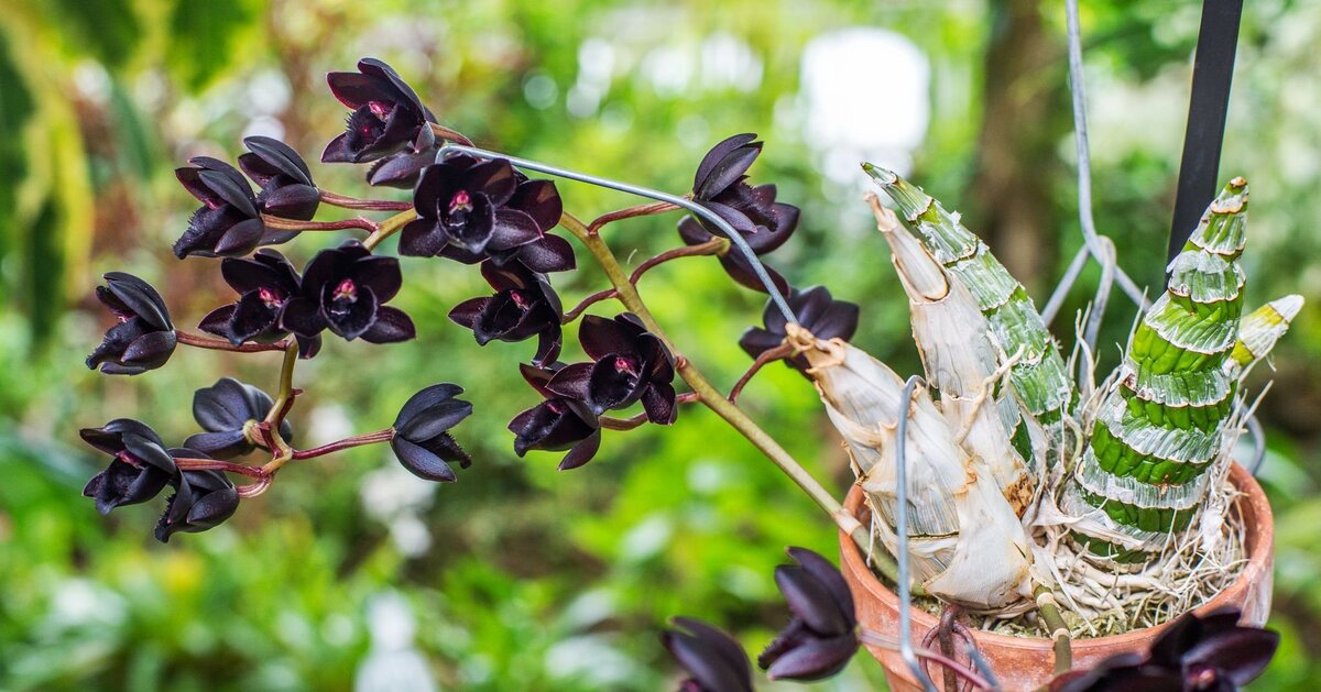 Fredclarkeara After Dark ’Black Pearl’