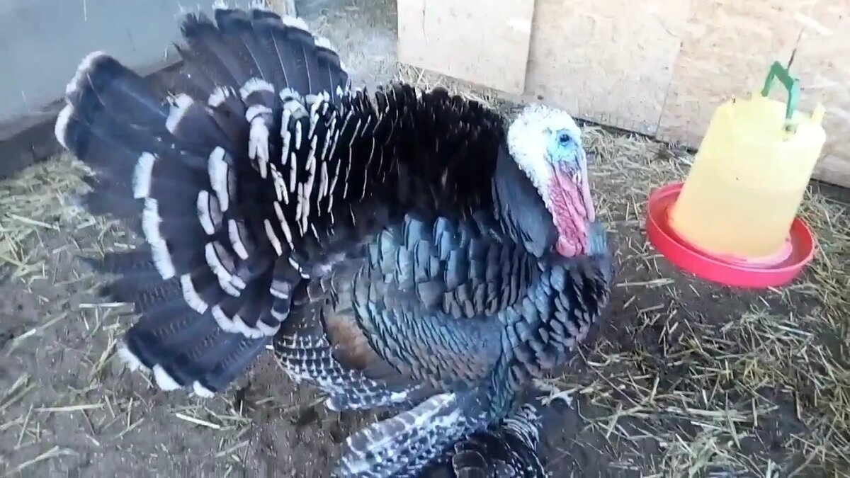 Индейка бронзовая широкогрудая