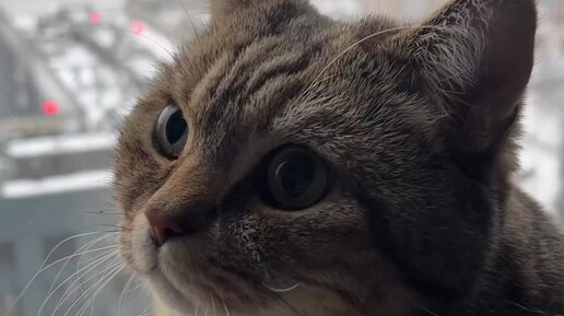 Котик Лео | вчера на свидание пошел | Дзен