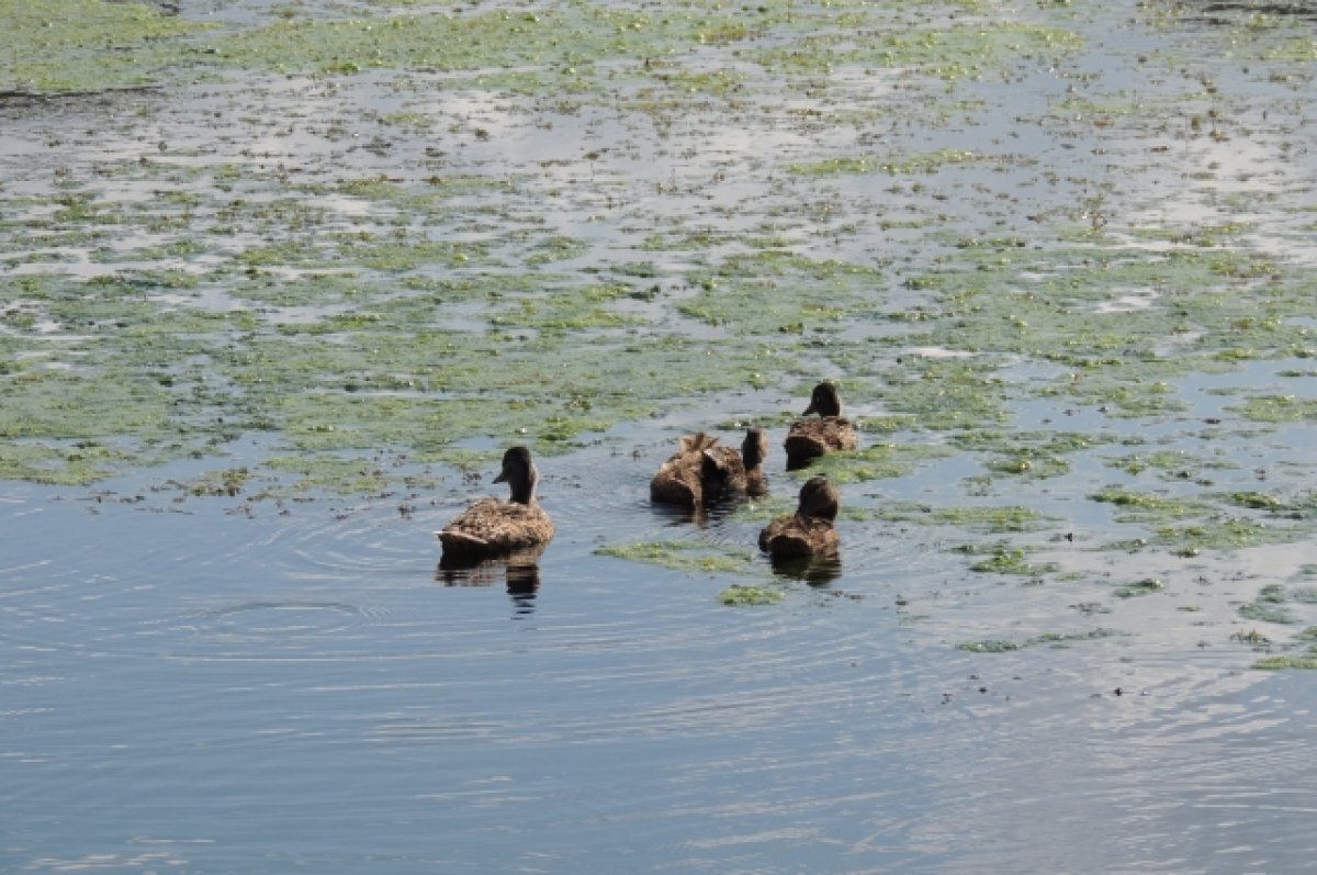    На Абаканской протоке в месте на видео запрещено купаться даже в летнее время.