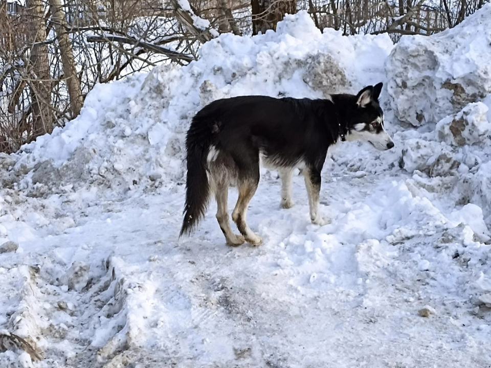 Альфа - виновница беспорядка