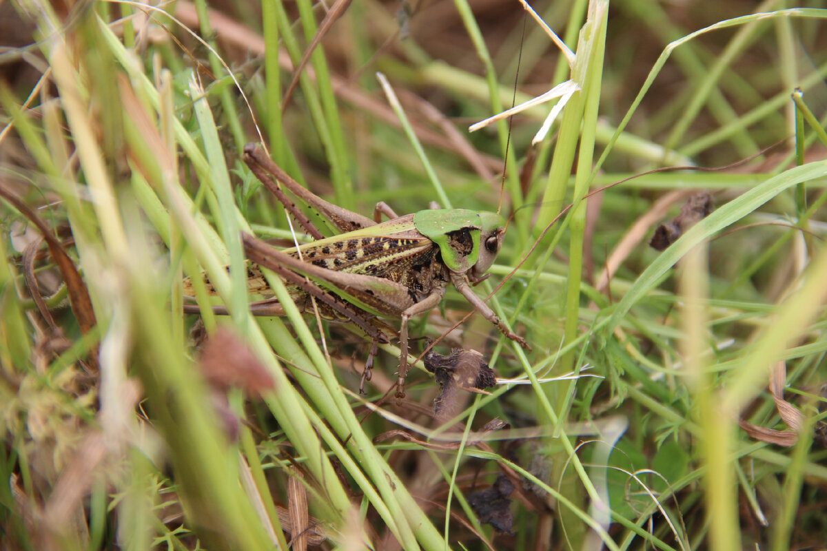 В траве сидел...