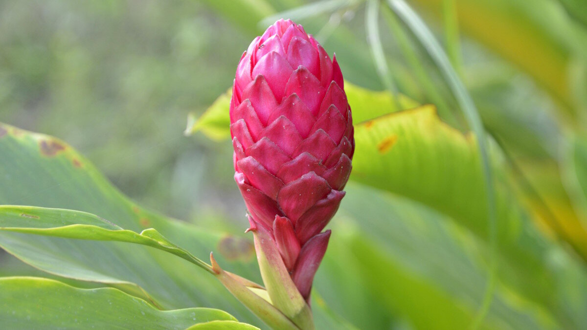    Цветущий имбирь