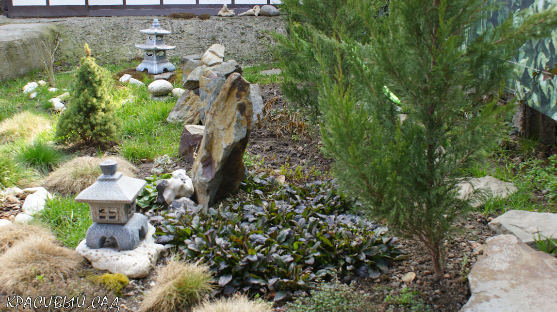 Можжевельники Спартан в японском саду за 2 года выросли прилично