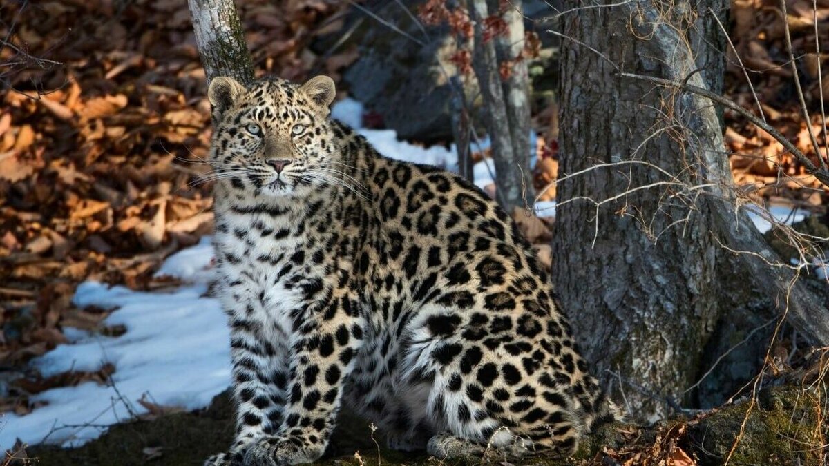 Леопард дальневосточный фото и описание