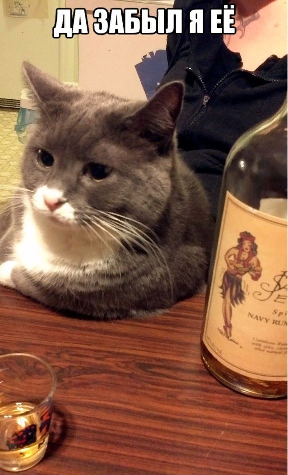 Кот - друг и надёжный собеседник. Никому не выдаст твои секреты! 