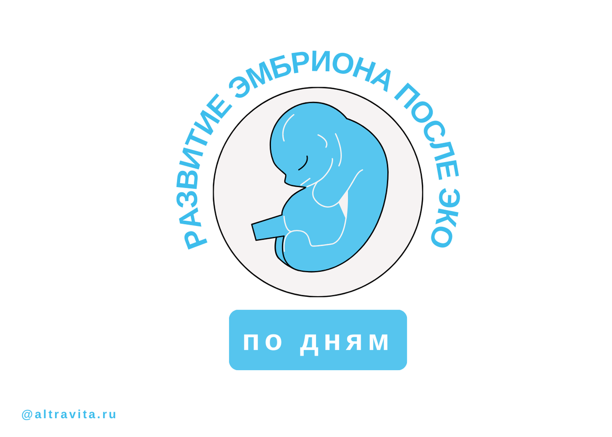 Развитие эмбриона после ЭКО по дням